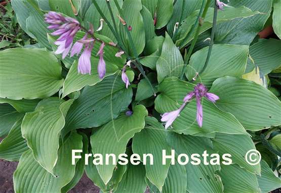 Hosta Gruene Dame